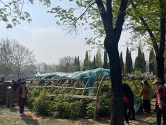 -洛阳市隋唐城遗址植物园