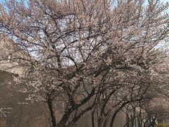 -国际非物质文化遗产博览园
