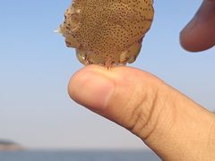 -宁波松兰山滨海旅游度假区