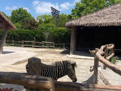 -上海野生动物园