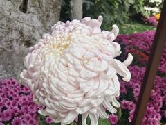 -菊花台公园