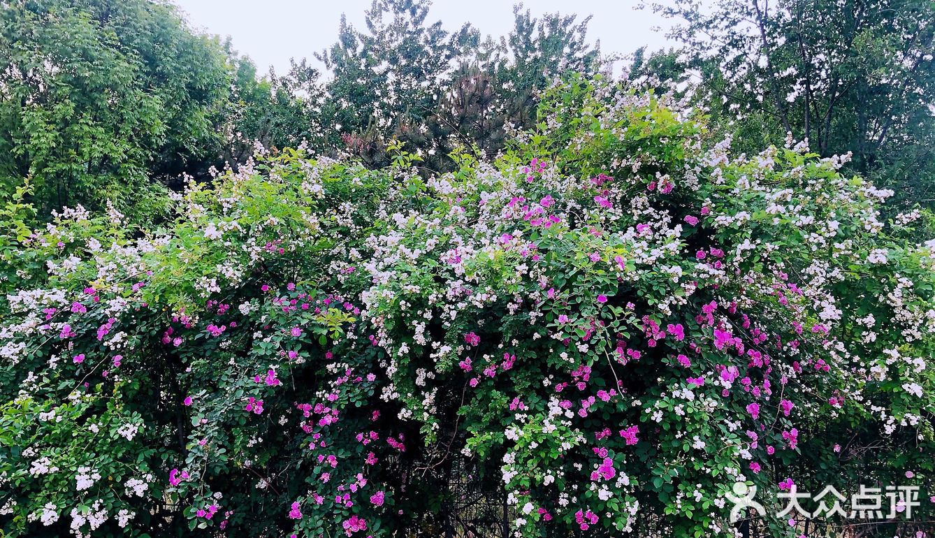 小众风光/绝美月季花墙