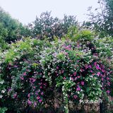 小众风光/绝美月季花墙