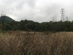 -西湖风景区-江洋畈生态公园