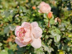 -深圳国际园林花卉博览园
