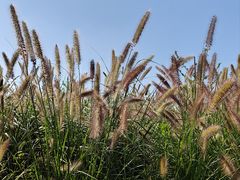 -九里河湿地公园