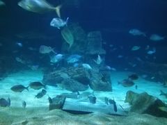 -悉尼海洋生物水族馆