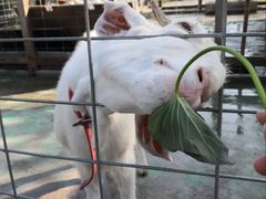 -前小桔亲子创意农场·草莓采摘·露营烧烤