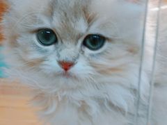 -猫十亿·布偶金渐层·曼基康矮脚猫舍(青年路店)