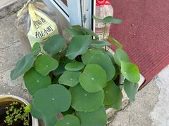 -小广四菜一绝专卖