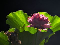 -圣·阿列克谢耶夫教堂