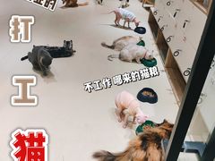 -藏猫猫咖啡主题馆(中央大道店)