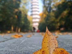 -灵谷景区