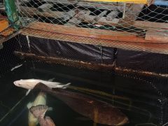 -蓝湾碧波·老字号·疍家非遗海上餐厅