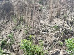 -缙云山景区