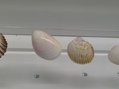 -贝壳王国博物馆