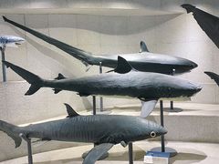 -青岛海底世界-水族馆