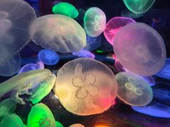 -太平洋海底世界