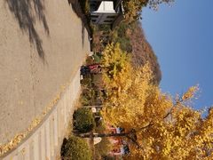 -遵化市禅林寺古银杏风景园