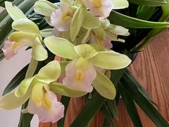 -朝来春花卉市场