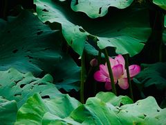 -国家植物园