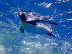 -凯莉-塔尔敦海洋生物水族馆