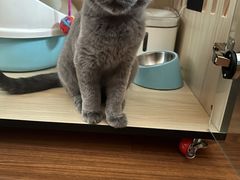 -Bastet sally猫舍购宠(静安店)