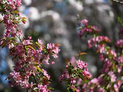 -海棠花溪(元大都城垣遗址公园)