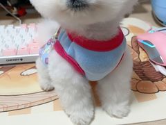 -唐小姐の猫狗洗护·购宠旗舰店(周浦万达店)