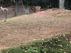 -深圳野生动物园