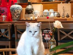 -谷咖啡·鲜花绿植花园餐厅