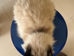 -平行世界·猫咖(首经贸店)