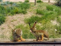 -石家庄市动物园