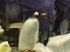 -大阪海游馆