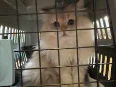 -Bastet sally猫舍购宠(静安店)