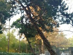 -菊花台公园