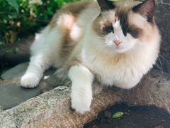 -喵屿·大理花园猫咖