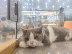 -狗道宠物(常熟印象城店)