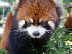 -常州淹城野生动物世界