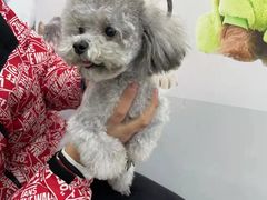 -翊宠yipet猫狗购宠庄园犬舍•猫舍