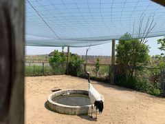 -盐城丹顶鹤湿地生态旅游区
