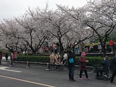 -武汉大学-樱园