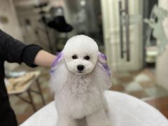 -鑫艺宠物美容培训学校