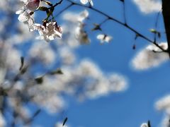 -新虹桥中心花园