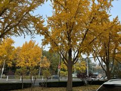 -三里屯东五街银杏大道