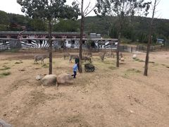 -大连森林动物园