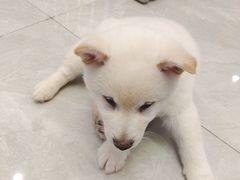 -柴犬小屋·柴餐厅·狗咖食堂(金鼎广场店)