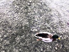 -柯尼希湖