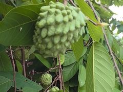 -云溪植物园