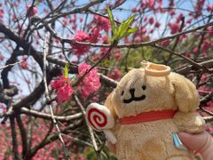-宜兴龙背山森林公园